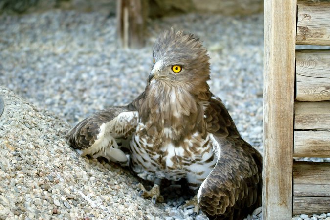 Aguila culebrera