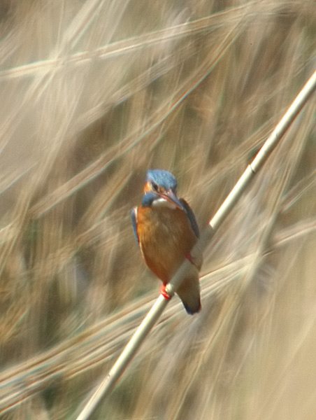 Blauet (Alcedo atthis)