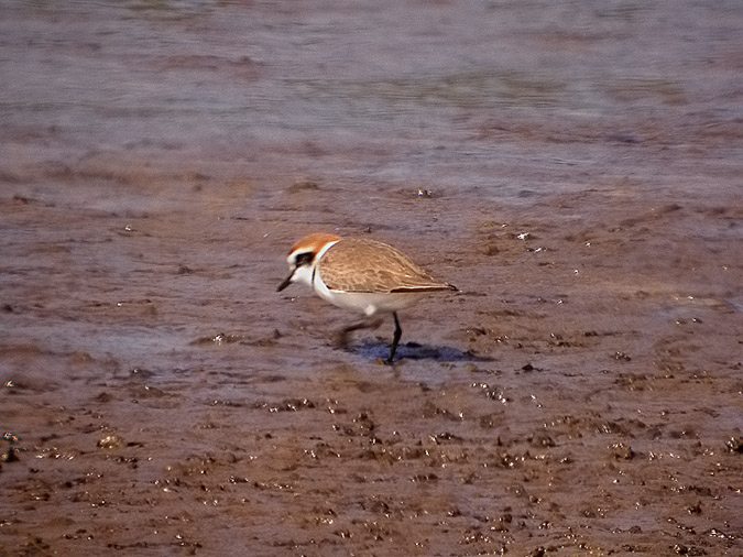 Corriol camanegre mascle adult (Charadrius alexandrinus)