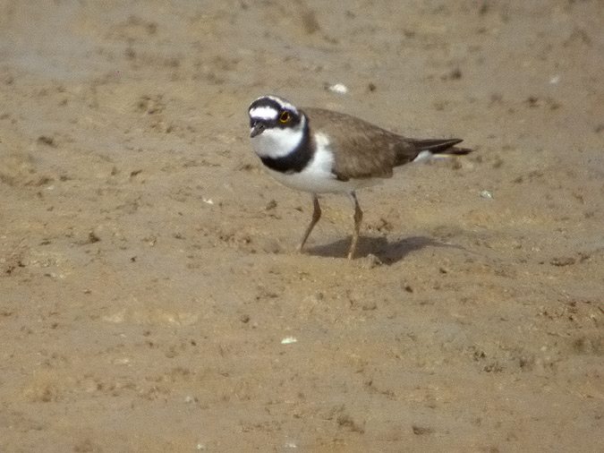 Corriol petit, chorlitejo chico (Charadrius dubius)