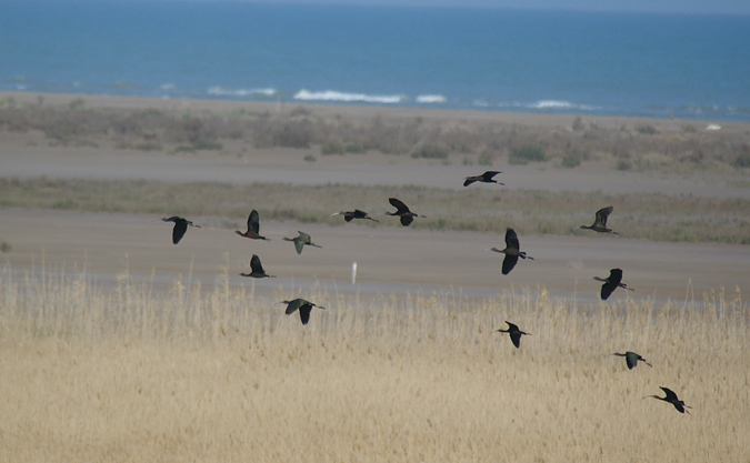 Capó Reial (Plegadis falcinellus)