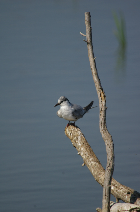 Fumarell carablanc(Chlidonias hybridus)