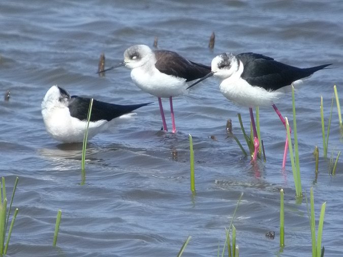 Camesllargues, cigueñuelas (Himantopus himantopus)