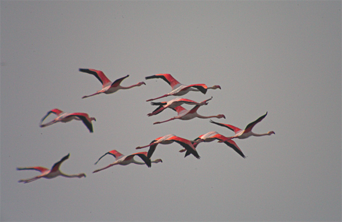 Flamenc (Phoenicopterus roseus)