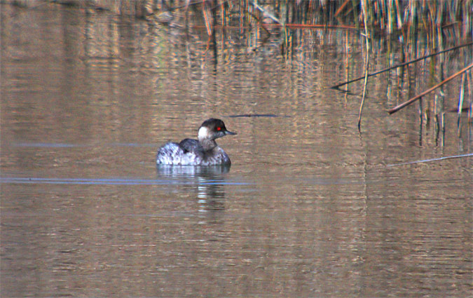 Cabussó collnegre (Podiceps nigricollis)