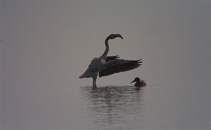 Flamenc (Phoenicopterus roseus)