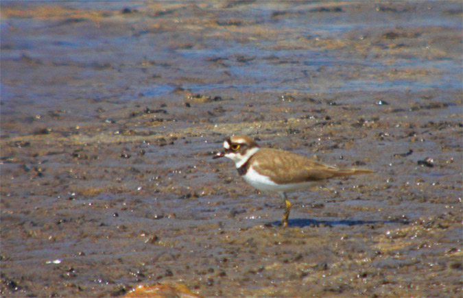 Corriol petit (Charadrius dubius)