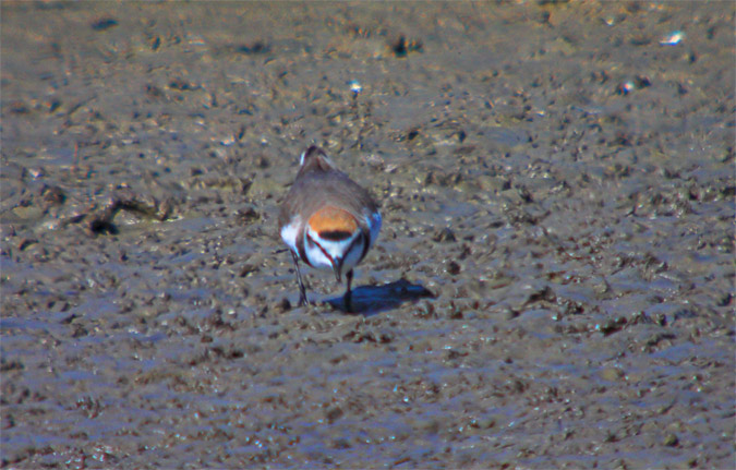 Corriol camanegre (Charadrius alexandrinus)