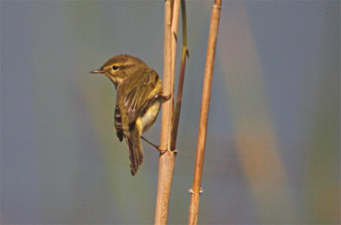 Mosquiter comú (Phyllocopus collybita)