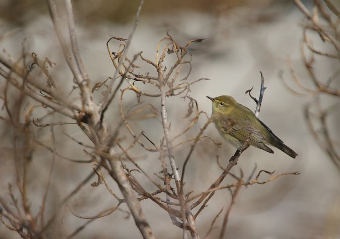 Mosquiter comú(Phylloscopus collybita)