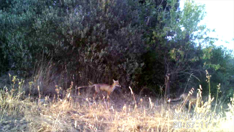 Fotoparany a Vallbona: Parella de guineus 1/2