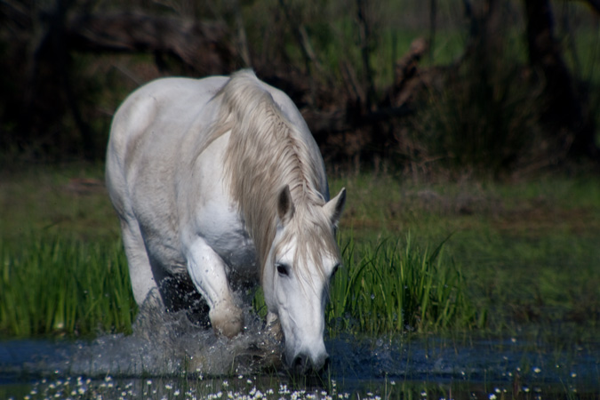 Cavall (Equus caballus)