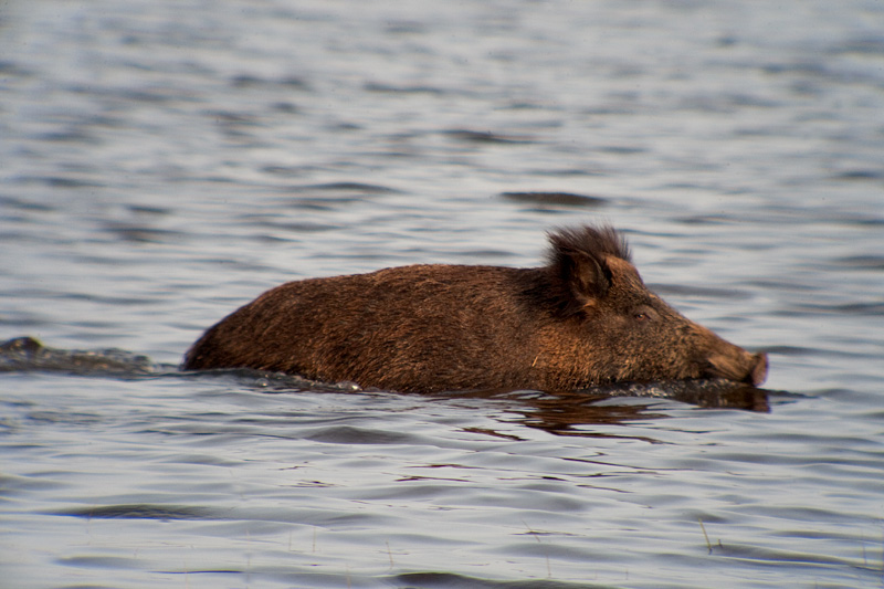 Porc senglar (Sus scrofa) 1de2