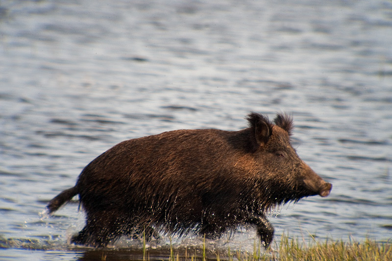 Porc senglar (Sus scrofa) 2de2