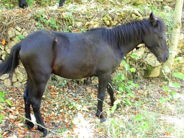 Cavall asturcò a Alinyà