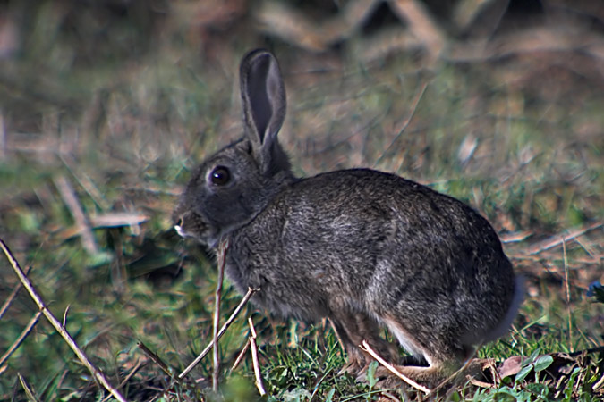 Conill de bosc.(Oryctolagus cuniculus)