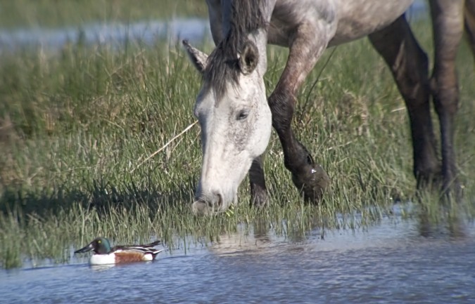 Caballo mas Anec cullerot (Anas clypeata)