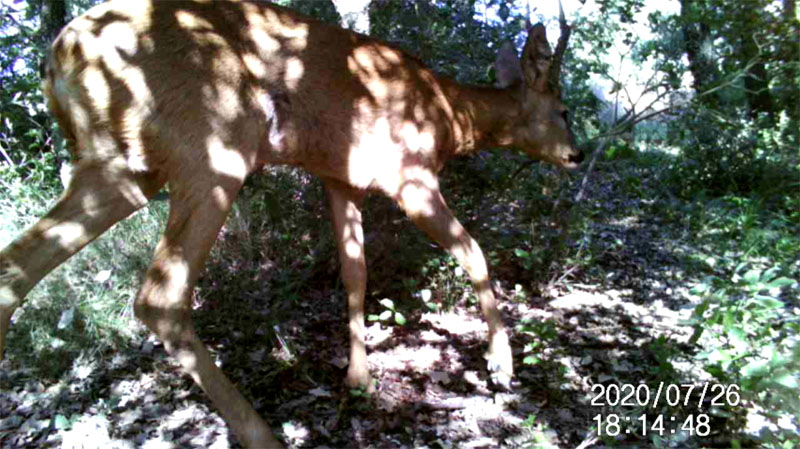 Fotoparany a Vallbona: Cabirol