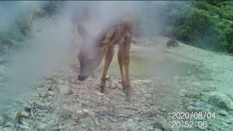 Fotoparany al Montsec: Jove de cabirol