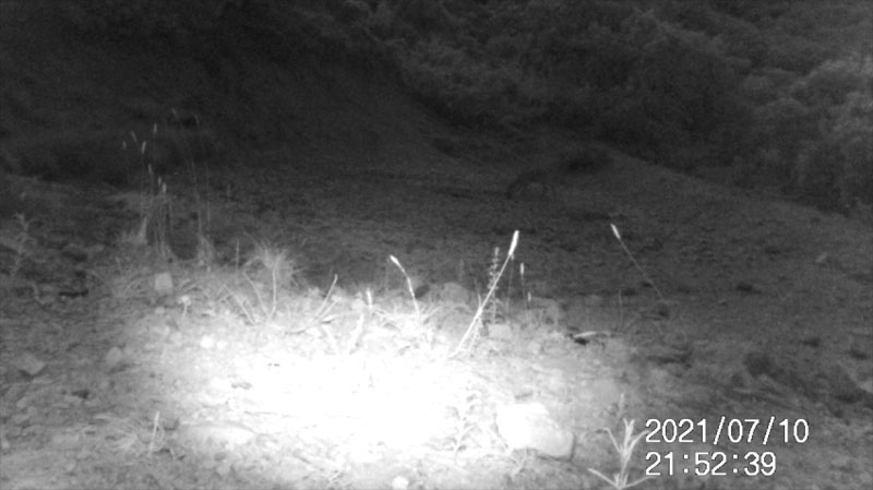 Fotoparany al Montsec: Cabirol femella de nit intentant trobar aigua