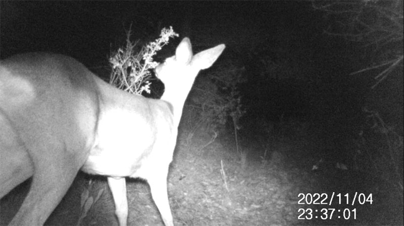 Fotoparany a Vallbona: Cabirol femella ensumant i llepant un arbust de nit