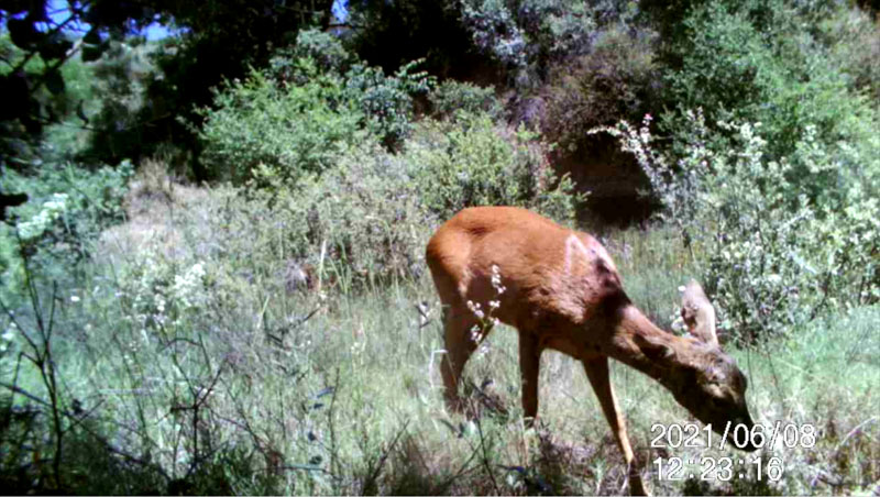 Fotoparany a la Vall d'Àger: Cabirol femella menjant