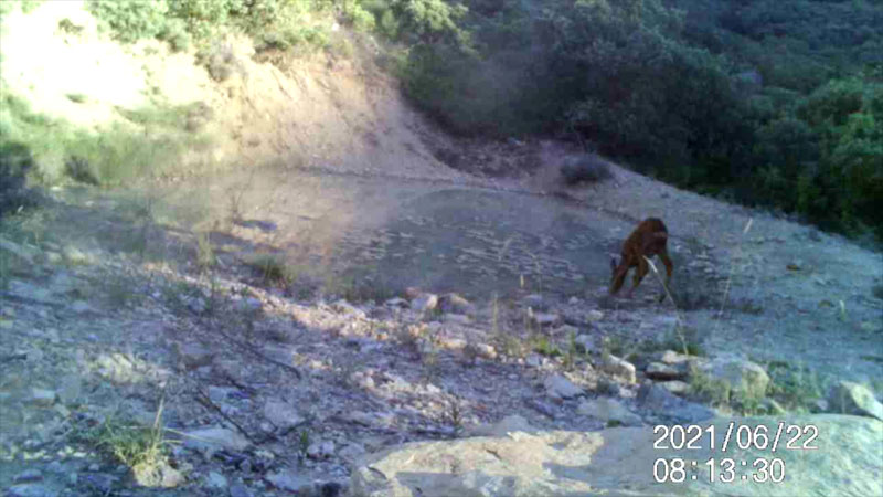 Fotoparany al Montsec: Cabirol femella bevent de dia