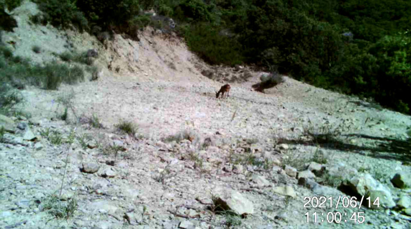 Fotoparany al Montsec: Cabirol femella bevent de dia amb la bassa quasi seca