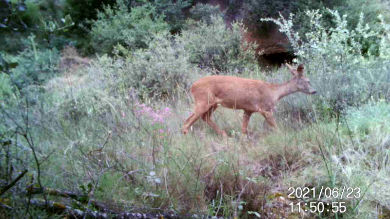 Fotoparany a la Vall d'Àger: Cabirol femella