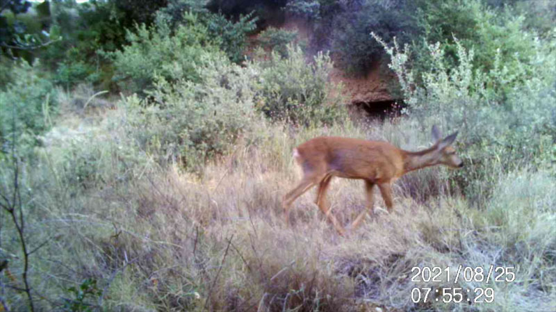 Fotoparany a la Vall d'Àger: Femella de Cabirol de dia