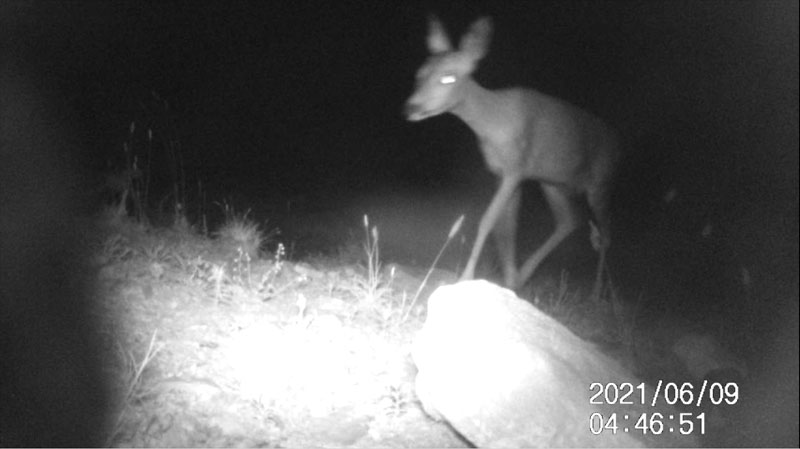 Fotoparany al Montsec: Cabirol femella de nit