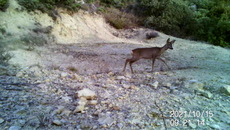 Fotoparany al Montsec: Cabirol femella desplaçant-se