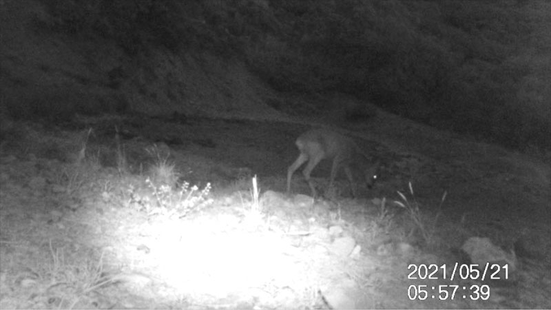 Fotoparany al Montsec: Cabirol femella ensumant a l'albada