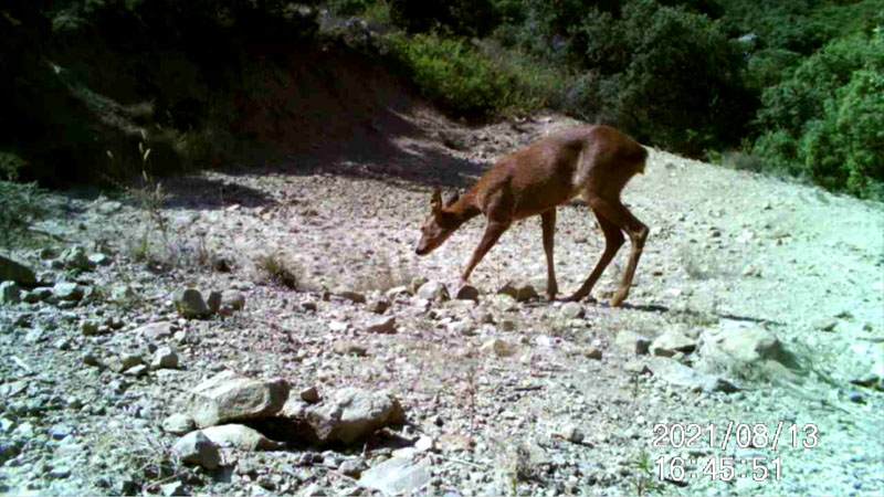 Fotoparany al Montsec: Cabirol femella ensumant