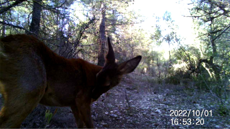 Fotoparany a Vallbona: Cabirol femella es llepa la pota de dia