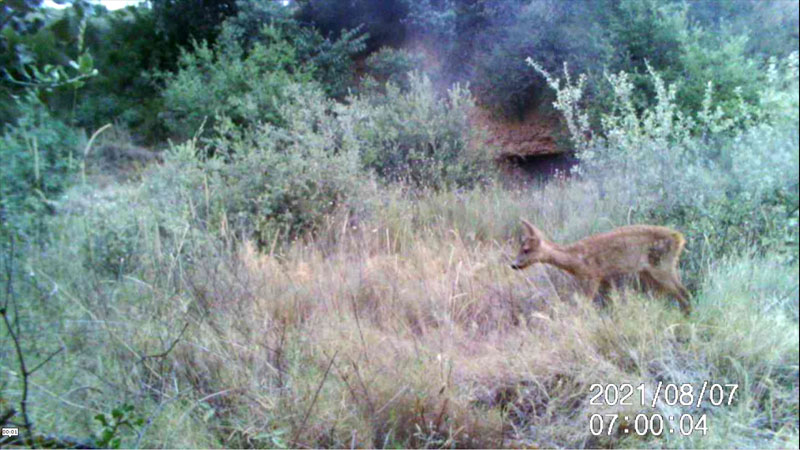 Fotoparany a la Vall d'Àger: Femella de Cabirol amb 2 cervatells de dia