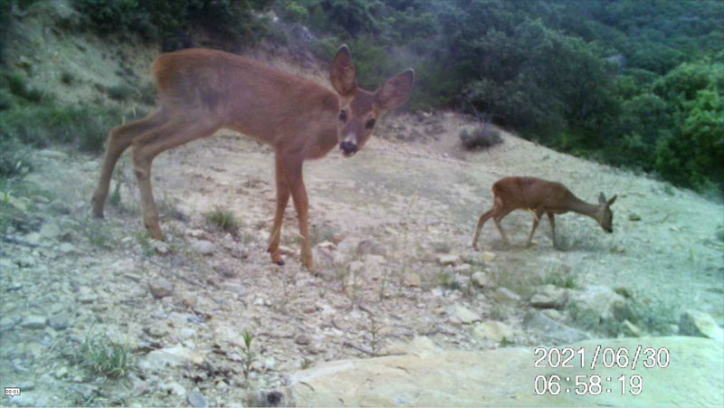 Fotoparany al Montsec: Cabirol femella i jove