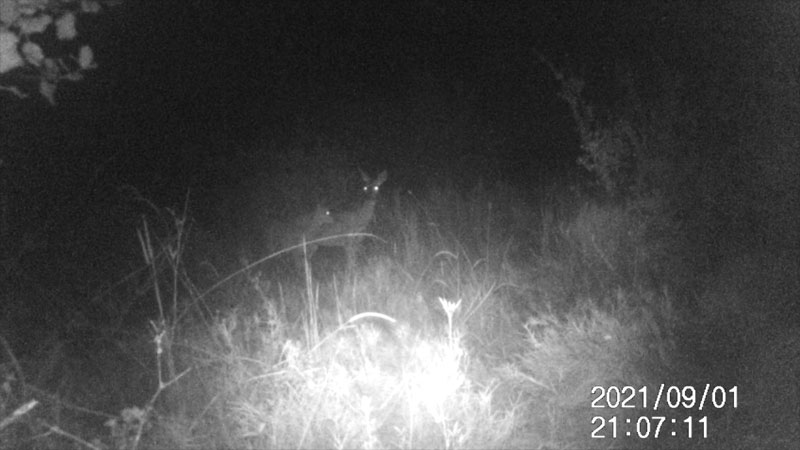 Fotoparany a la Vall d'Àger: Femella i jove de Cabirol de nit