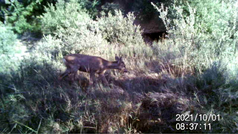 Fotoparany a la Vall d'Àger: Femella de Cabirol seguida per una jove 2/2