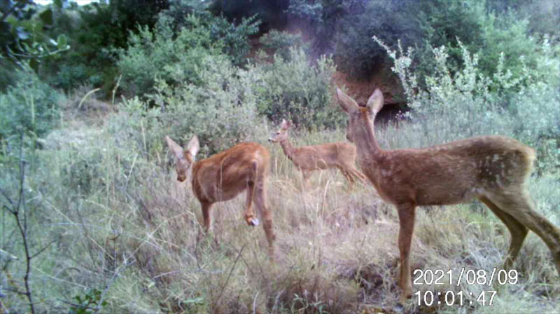 Fotoparany a la Vall d'Àger: Femella i joves de Cabirol de dia