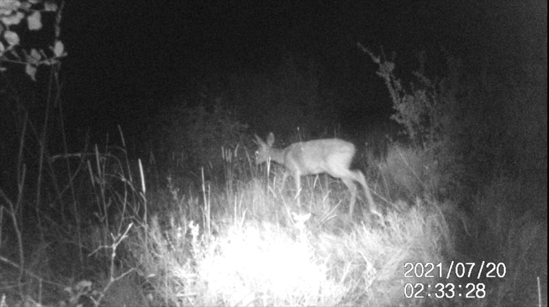 Fotoparany a la Vall d'Àger: Femella de cabirol desplaçant-se i menjant de nit