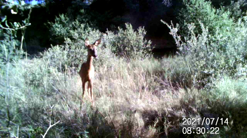 Fotoparany a la Vall d'Àger: Femella de cabirol guaitant de dia