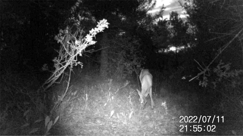 Fotoparany a Vallbona: Cabirol femella menjant al capvespre