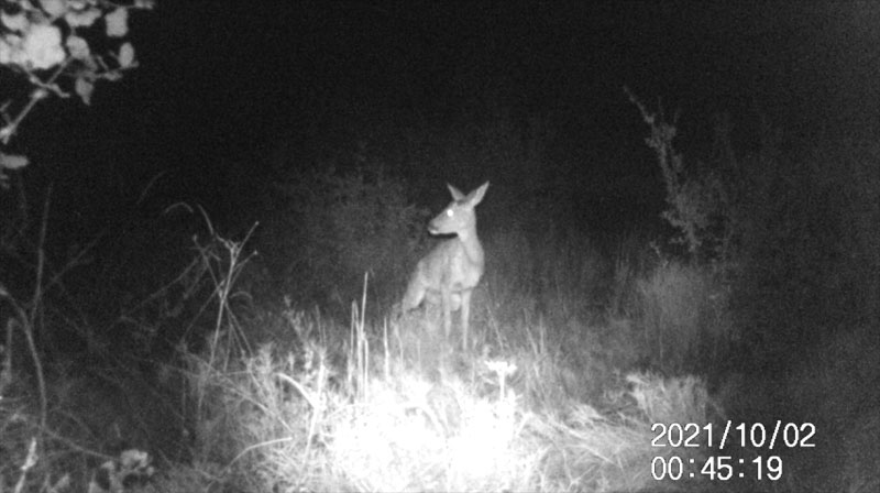 Fotoparany a la Vall d'Àger: Femella oJove de Cabirol fent les seves neessitats de nit