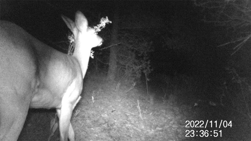 Fotoparany a Vallbona: Cabirol femella gratant-se el cap amb un arbust de nit