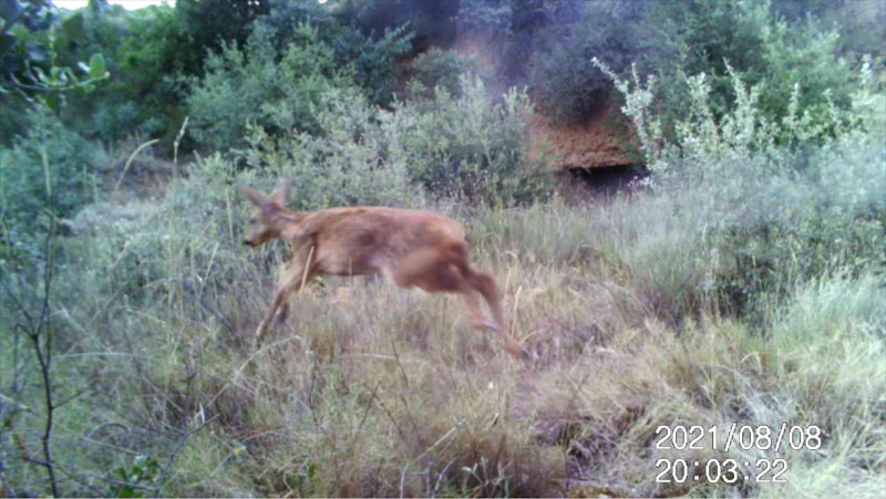 Fotoparany a la Vall d'Àger:Jove de Cabirol saltant