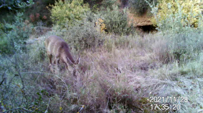 Fotoparany a la Vall d'Àger: Jove de Cabirol arriba menjant de dia 1/11