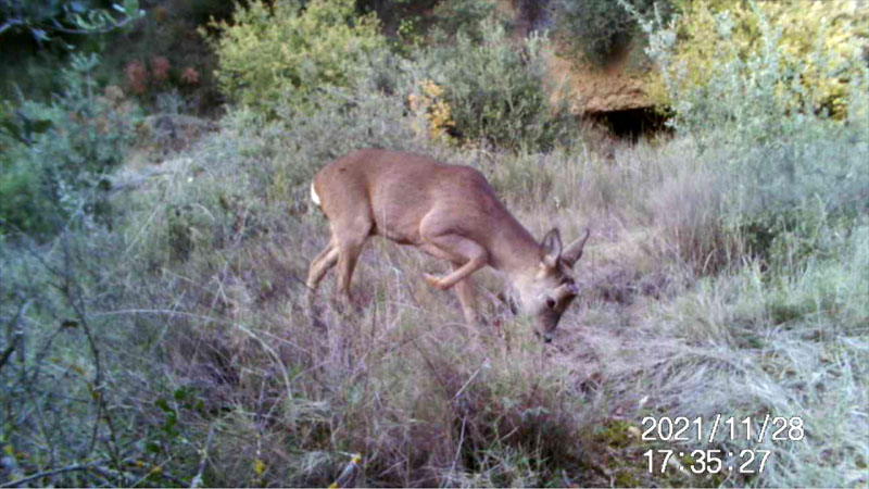 Fotoparany a la Vall d'Àger: Jove de Cabirol troba el lloc a on descansar de dia 2/11