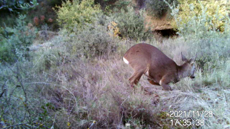 Fotoparany a la Vall d'Àger: Jove de Cabirol s'ajeu de dia 4/11