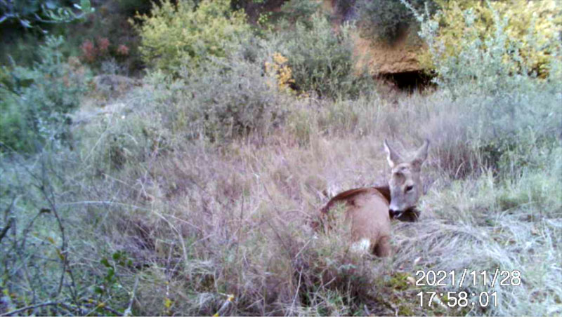 Fotoparany a la Vall d'Àger: Jove de Cabirol ajagut es llepa el llom de dia 10/11